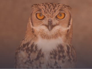 What 6,185 Reviews From Real Hootsuite Users Will Teach You